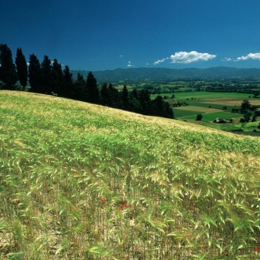 La campagna a Borgo S. Lorenzo